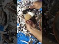 Traditional Coconut Shell Cutting – Manual Coconut Processing Technique