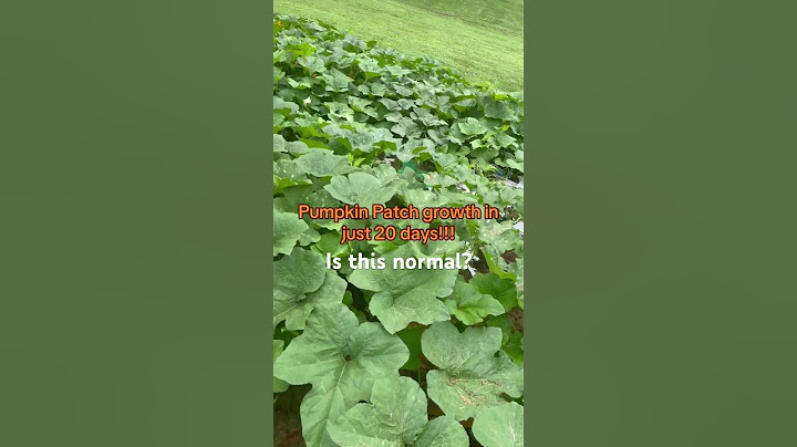 First time growing pumpkins and I am in disbelief in how fast they are growing. #centralohio