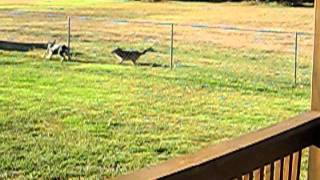 Coyote.avi