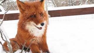 Cheerful Alf the Fox and his red team