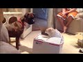 Funny cats vs dogs