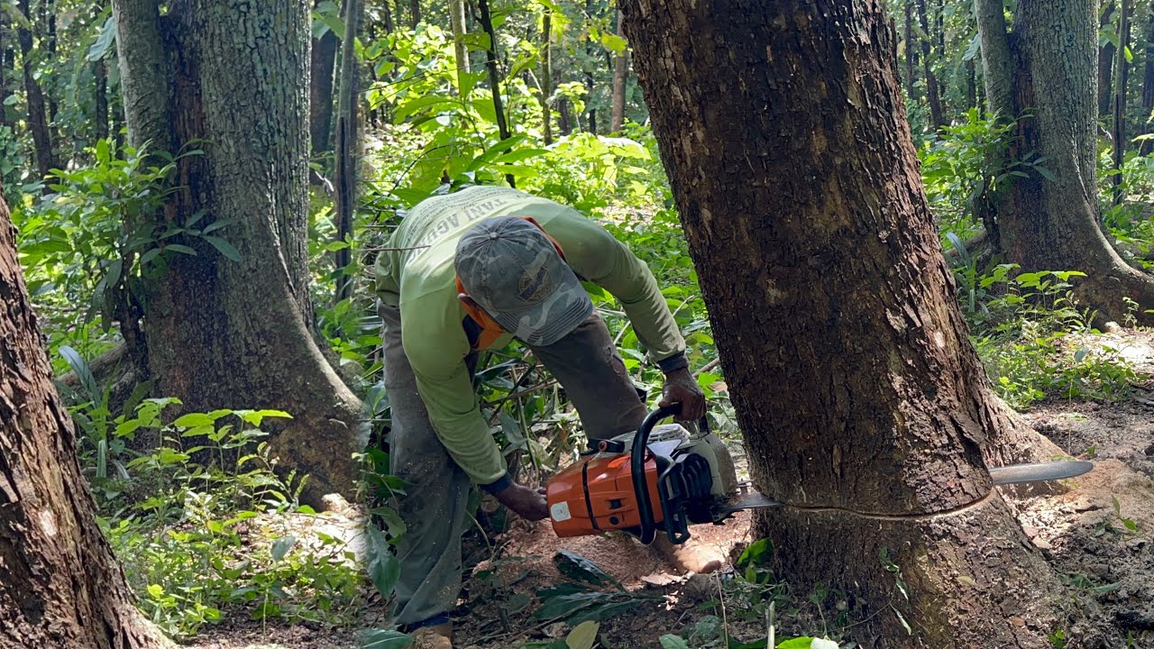 Cutdown 3 Trembesi Trees Fast and Easy, Stihl ms881 & Husqvarna 3120xp ...