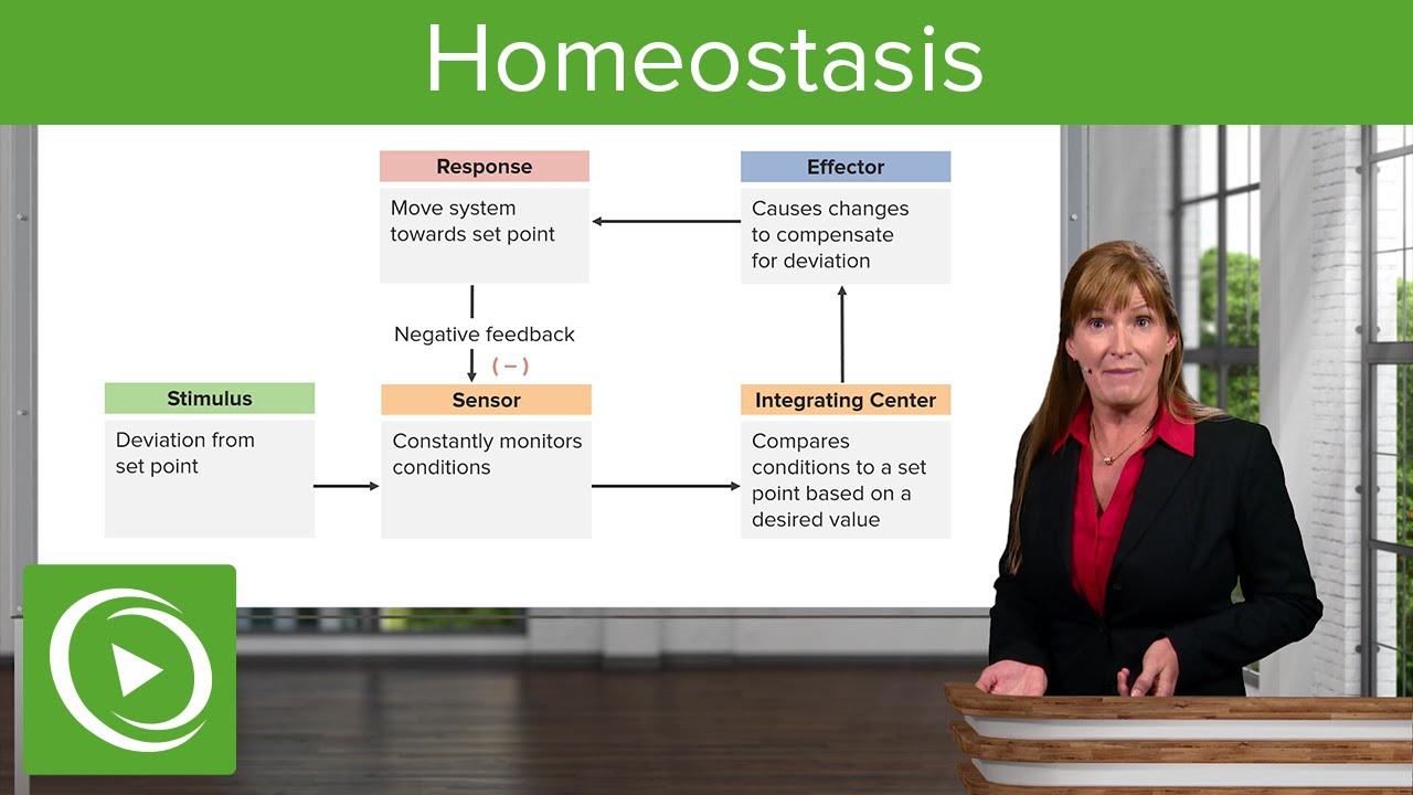 internal environment  New 2022  Homeostasis: Introduction, Internal Environment \u0026 Feedback  – Cell Biology | Lecturio