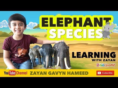 Elephant Facts | Species, Ancestors, Evolution | Asian vs African | Everything About Elephant