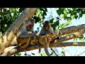 Best Moments Monkey | Animal life | ASP PRO