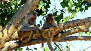 Best Moments Monkey | Animal life | ASP PRO