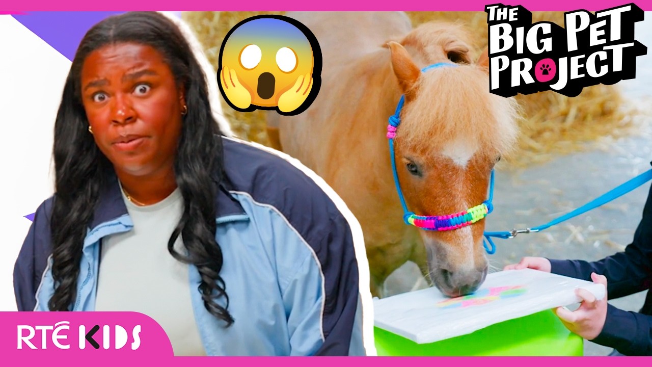 🤪🐴 OMG! Have You Ever Seen a Painting Pony?!! |  The Big Pet Project |  @RTÉKIDS ​