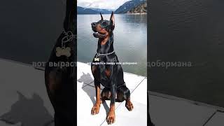 Гренка честно-честно доберман, просто еще маленькая #такса #кроличьятакса #dachshund