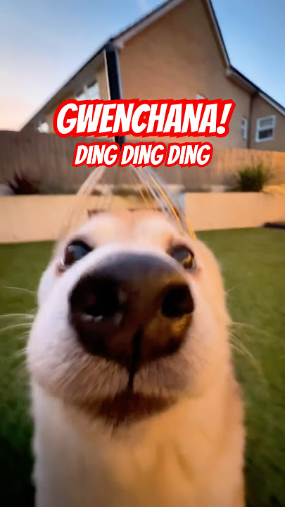 GWENCHANA! Deng Deng Deng 3️⃣ #cutenessoverload