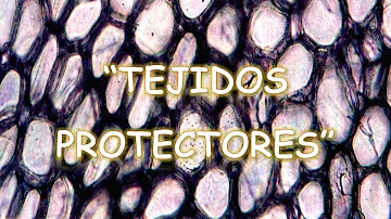 ¿Cuáles son los dos tipos de tejidos protectores?