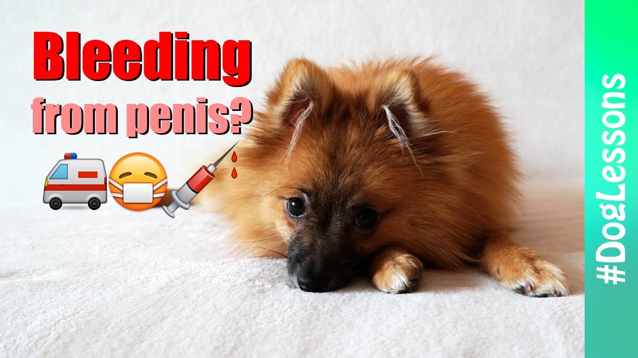 Dog Penile Bleeding Bruin Blog