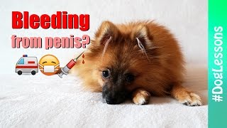 Causes of bleeding from penis 💉 Emergency Vet Visit 💡 Dog Lessons