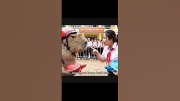 Hoa tìm được RÙA XANH TRUYỀN THUYẾT để thi với Capy #bavacapybara #capybara