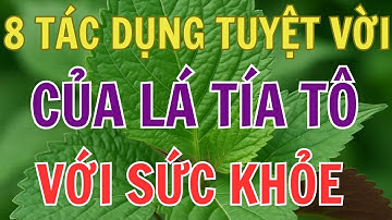 8 Tác Dụng Tuyệt Vời Của Lá Tía Tô Với Sức Khỏe