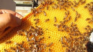 ответы на вопросы - пластиковые рамки с пластиковой вощиной, не нужна вощина и рамки из дерева