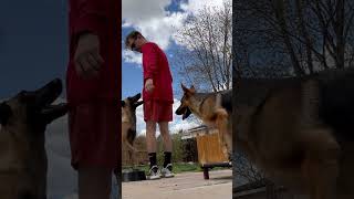 #dogs #tricks #tipsandtricks #working #gsd #germanshepherd #howto #training #tips #malinois #puppy