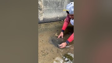 Cá Lớn - bắt Cá Rô Phi ẩn nấp dưới cát 😱 #khacthuyvlogg