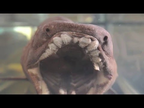 Video: Frilled Haj Eller Frilled Bærer (Chlamydoselachus Anguineus)