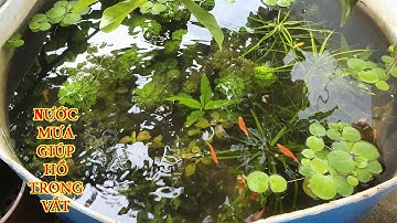 Có Nên Để Nước Mưa Vào Hồ Cá Ngoài Trời Hay Không ?