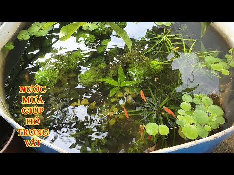 Video Có Nên Để Nước Mưa Vào Hồ Cá Ngoài Trời Hay Không ? - youtube