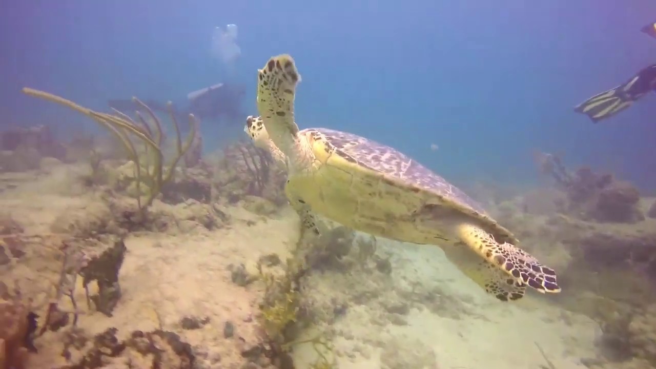 Scuba Diving in Vieques PR December 2019 YouTube