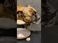 MUKBANG ASMR Dog eating Raw Meats & bones 【American Bully】#shorts
