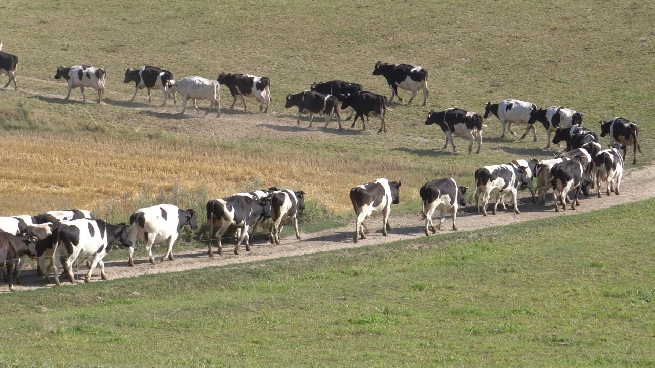 Wędrówka Stada Bydła Polskiego Czarno-Białego na Pastwisko w Odmach