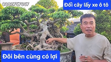 Chú Hòa Taxi muốn đổi cây lấy xe ô tô !.. Đôi bên cùng có lợi 