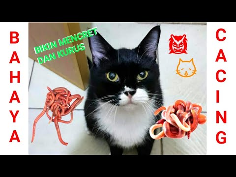 Video: Bagaimana Cara Mengetahui Apakah Kucing Memiliki Cacing?