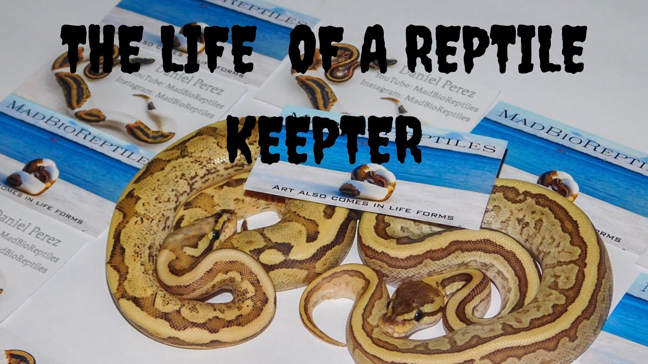 reptile care app The Life of a Reptile Keeper