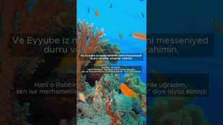 Sabir Ve Şi̇fa Duasi Enbiya 83 Hz. Eyyubun Mucizevi Yakarması