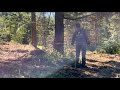 WA is reshaping forests to fight the next wildfire