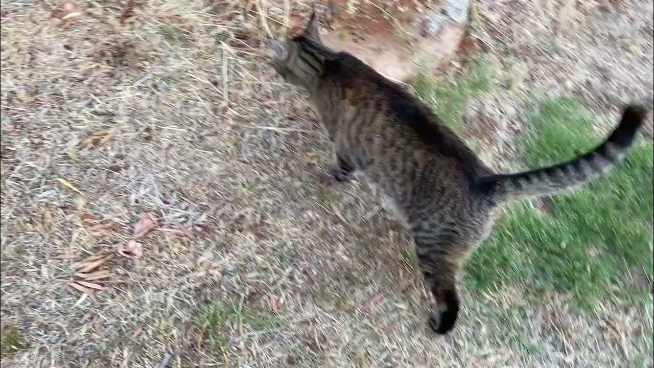 My cat laying in the Front yard! YouTube