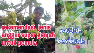 cara menanam anggur super genjah untuk pemula #anggur impor
