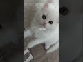 Девушка купила котёнка, а он оказался… #Shorts