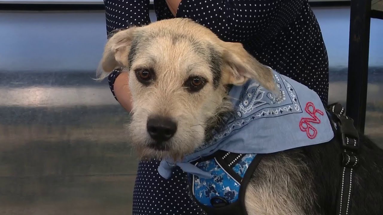 CLEAR THE SHELTERS: Scruffy from SPCA of Polk County looking for ...