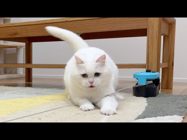 まさむねこページ Members-only】Pomu's Secret Midnight Practice Session. - YouTube