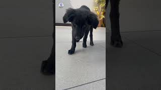 Unexpected Visitor: Meeting a Friendly Black Pup! #doglovers #BlackDog #HungryDog #shorts #StreetDog