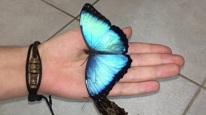 Most beautiful Butterfly's in the world ! Morpho peleides - DayDayNews