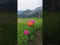 #switzerland #spring #tulips