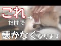 愛犬に懐かれなくなる飼い主のダメ行動【犬の飼い主】