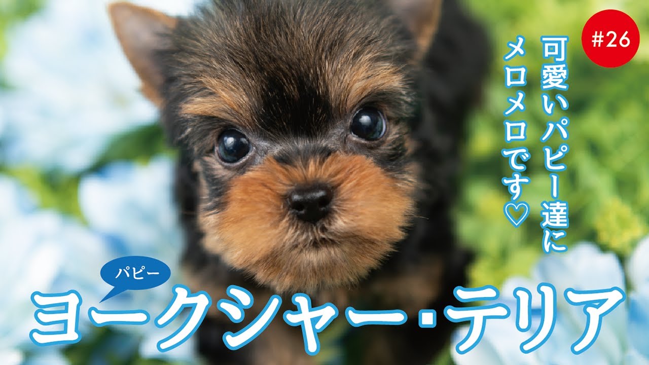 かわいいヨークシャーテリア ヨーキー の子犬たち 26 Yorkshire Terrier Youtube