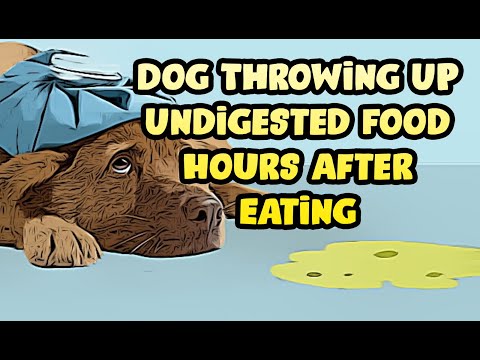 Video: Waarom braakt mijn husky zijn eten uit?