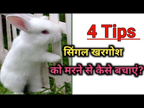वीडियो: क्या मखमली खरगोश सार्वजनिक डोमेन है?