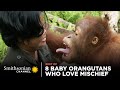 view 8 Baby Orangutans Who Love Mischief | Smithsonian Channel digital asset number 1