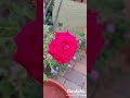 Rose rosemodels harishclicks