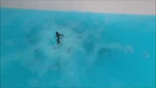 LUSH Cosmetics BIG BLUE Bath Bomb DEMO [My Tub looks like the OCEAN!] O_o