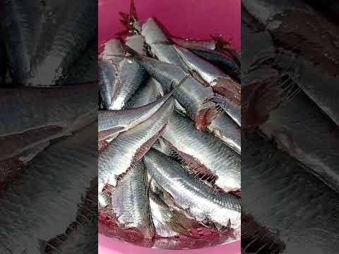 السردين غالي لكن مايغلاش على القطوط 0649095261 