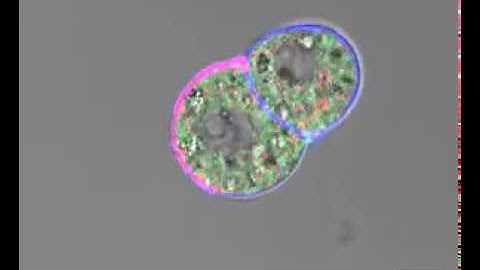 Isolated 8-Cell Stage Blastomeres Align the Mitotic Spindle to the Apico-Basal Axis