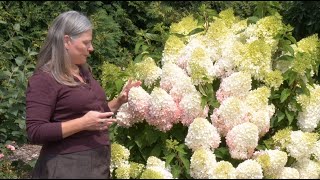 Which Panicle Hydrangea is Right For You? | Part One: Full-sized Hydrangeas